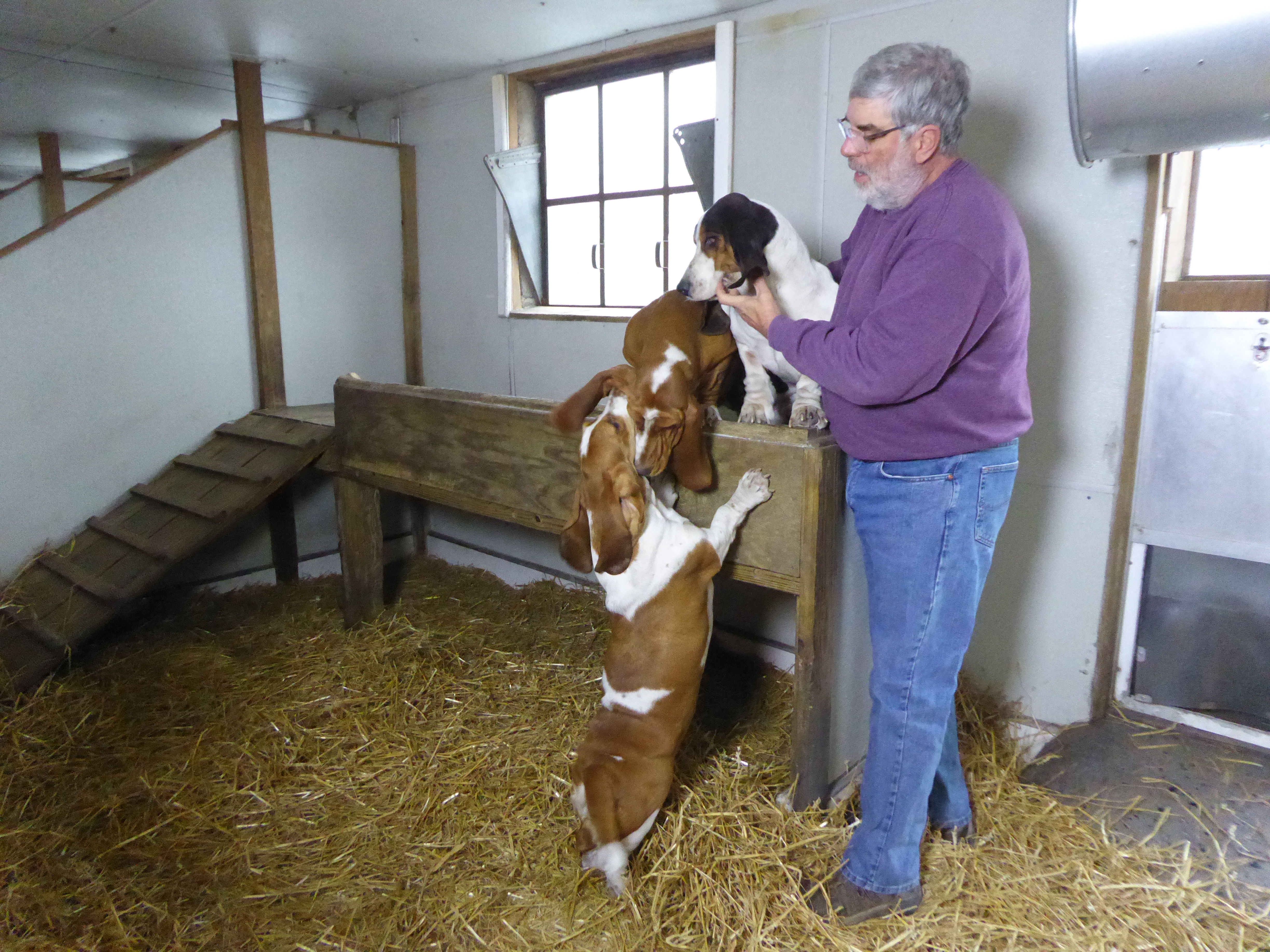 Four adult Bassets in Tait farm kennel