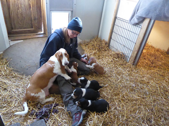 Tait's Basset puppies playing on ramp