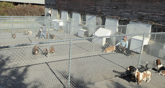 Inside Tait's Basset kennel