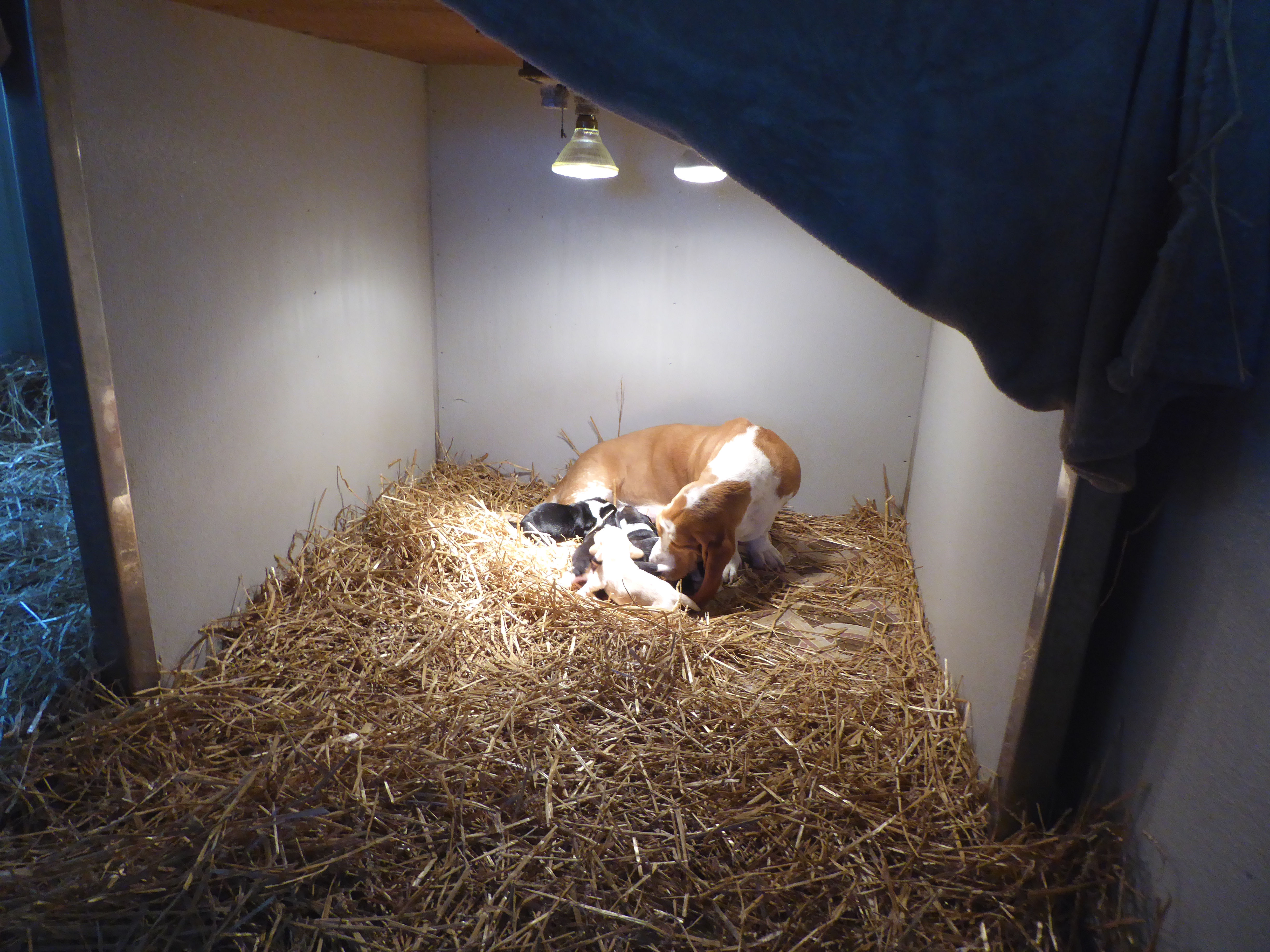 Tait's Basset mother with litter of puppies