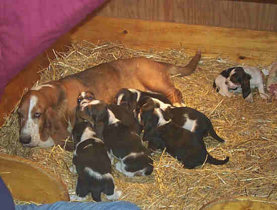 Puppy Birthing Box