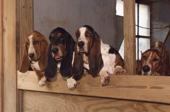 Five Tait's Bassets looking over kennel wall