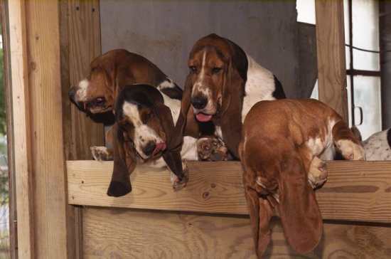 Four Tait's Bassets licking their chops over kennel wall