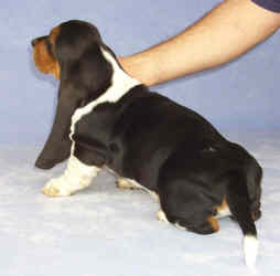 Tait's Basset puppy color guide - Dark Tri-color (side view)