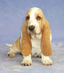 Tait's Basset puppy color guide - Lemon and White (front view, no longer produced by Tait's Basets)