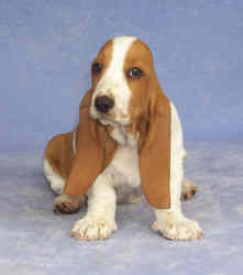 Tait's Basset puppy color guide - Open Red and White (front view)