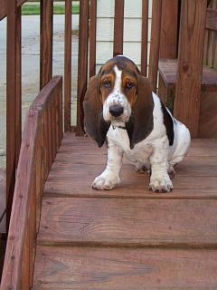 Basset puppy on stairs
