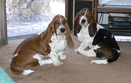 Two adult Basset hounds