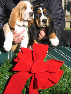 Two Basset puppies with Christmas wreath